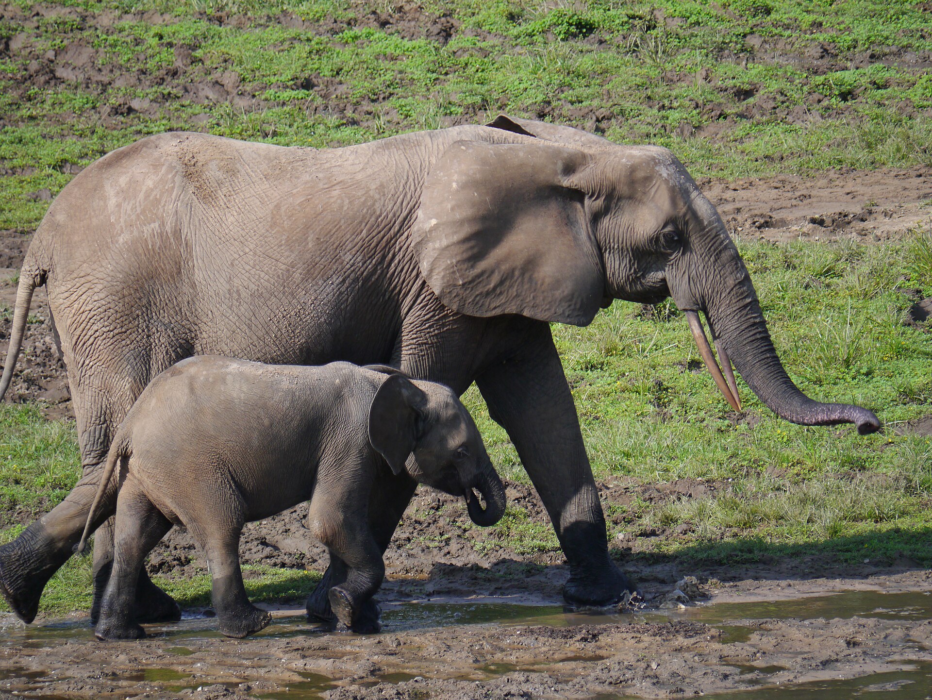 Central Africa wildlife enclosure