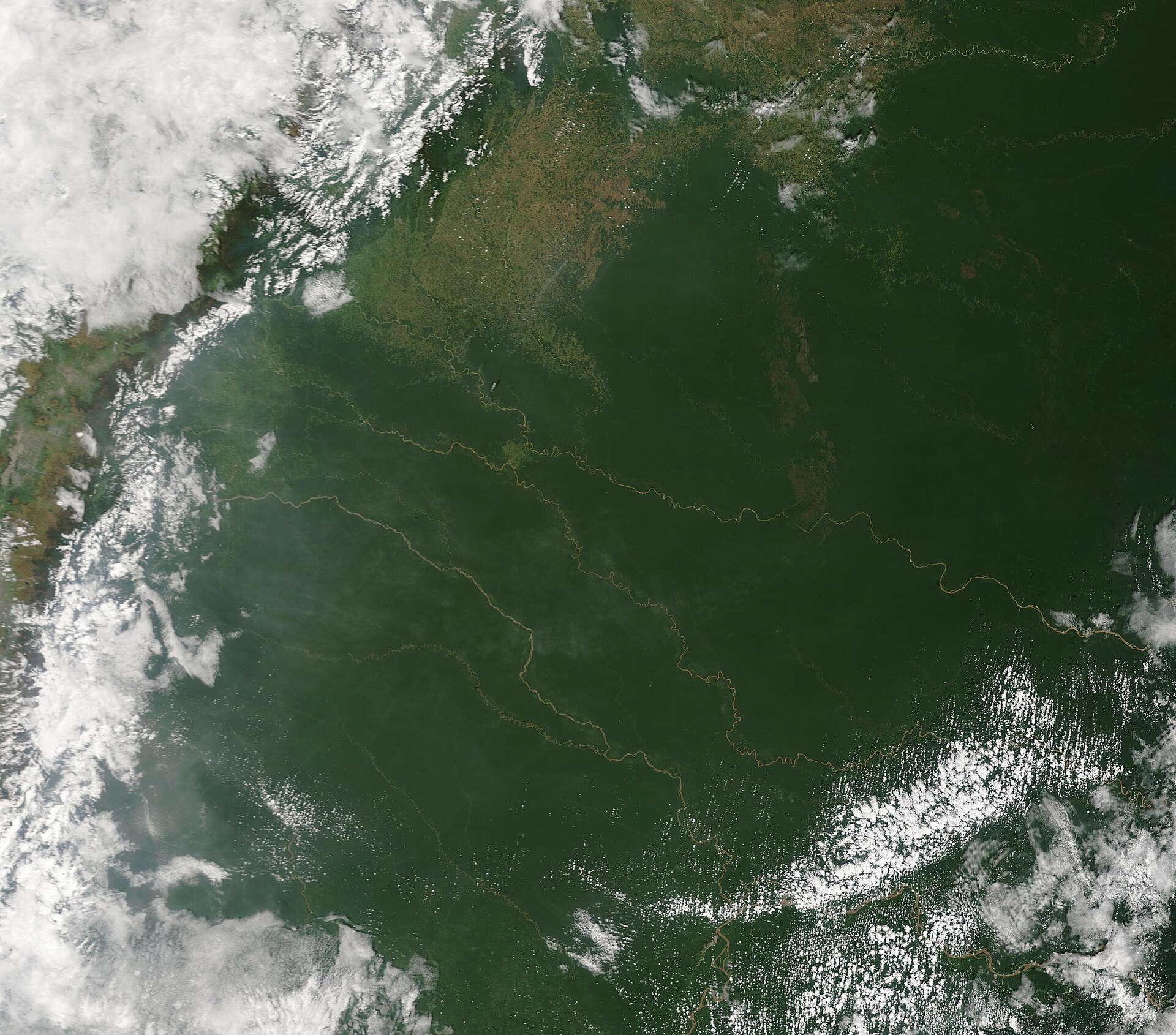 Guyana rainforest canopy