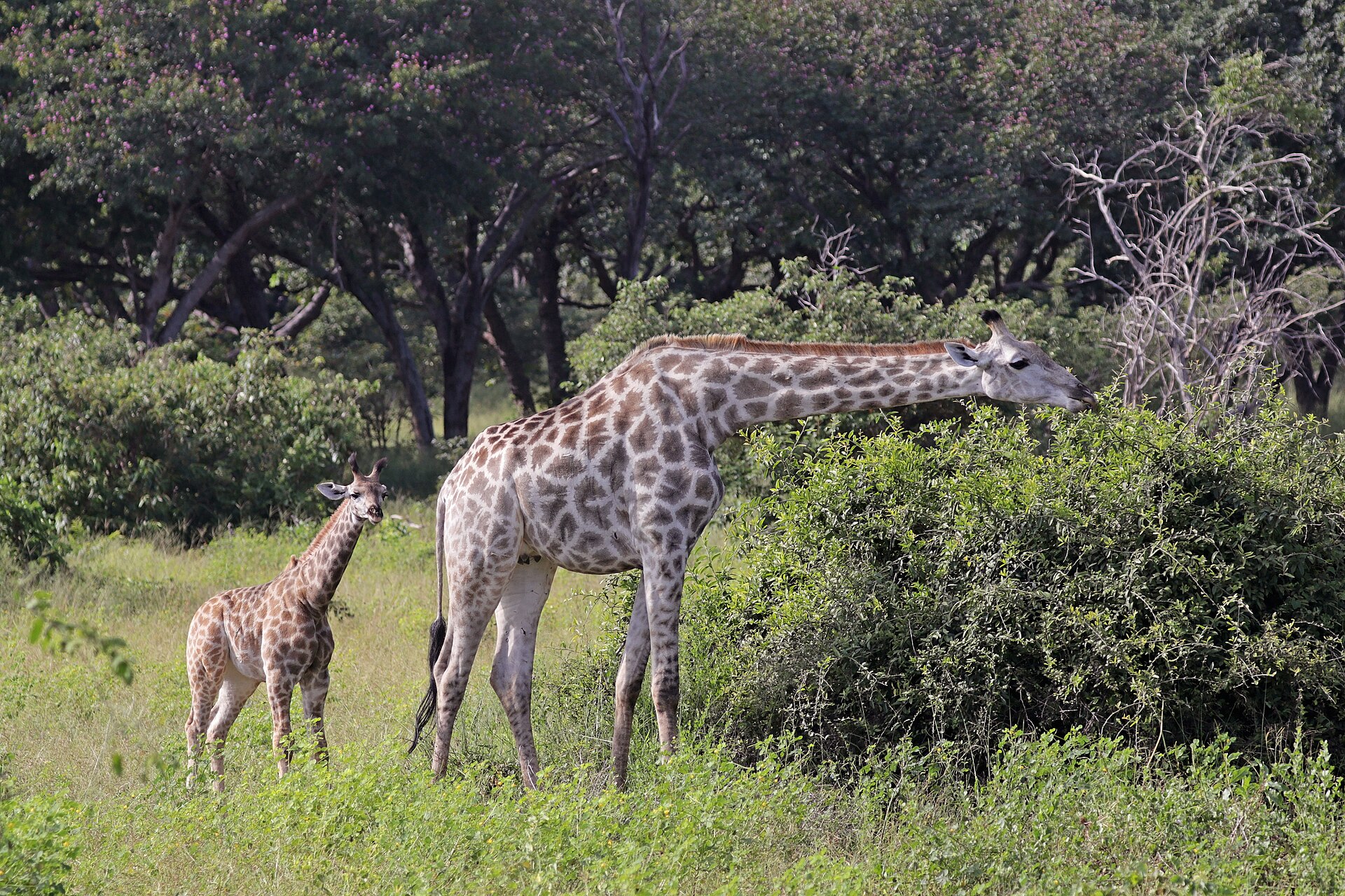 Botswana giraffe savannah