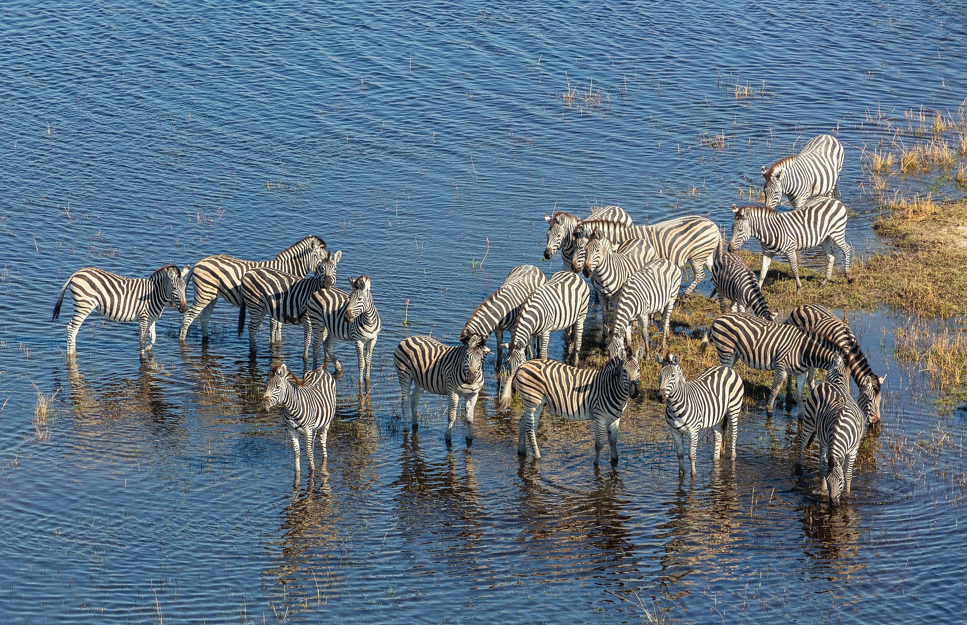 Okavango delta wildlife Botswana