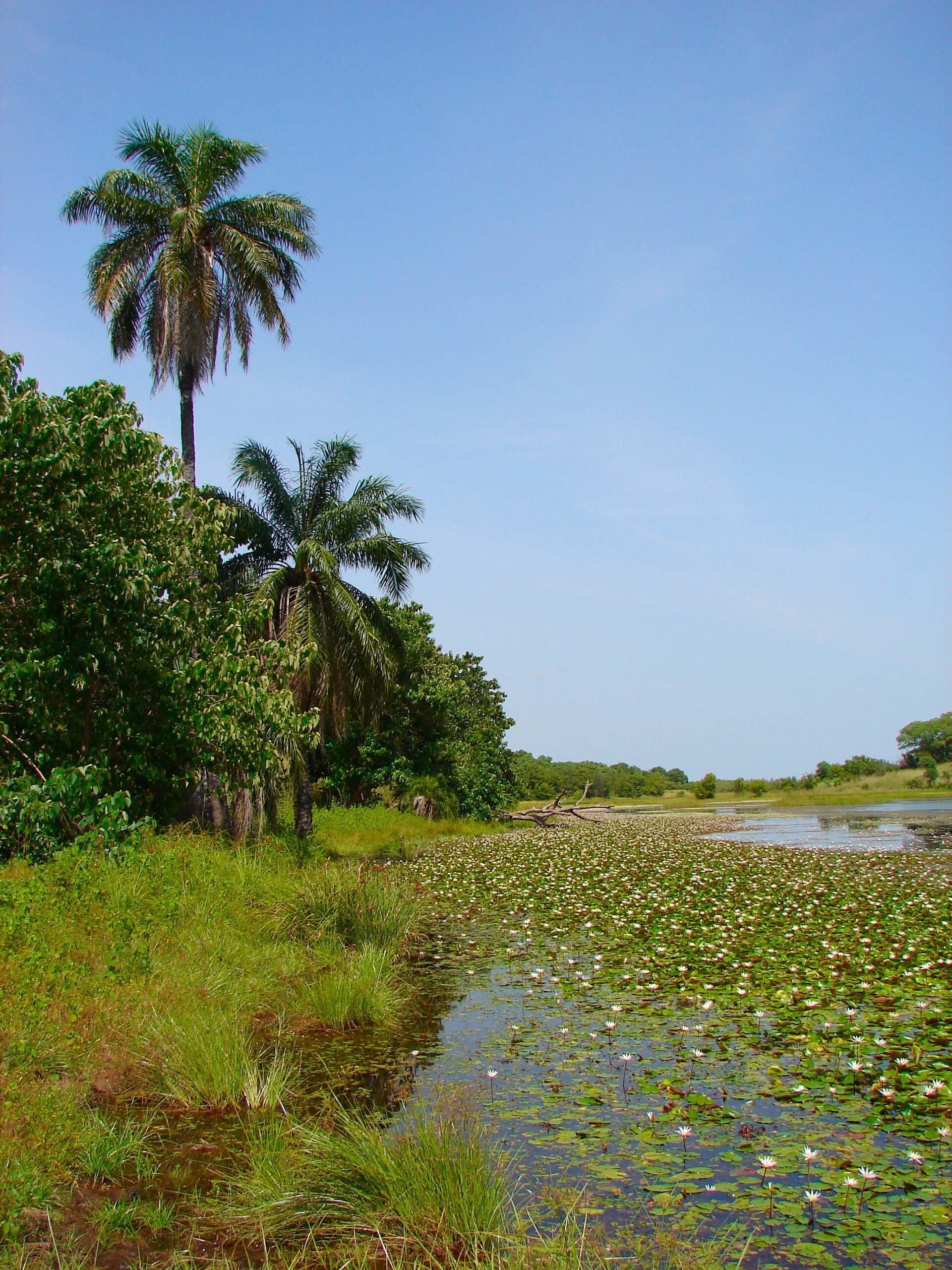 Gambia river landscape